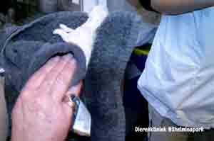kat keizersnede, droogwrijven van de kittens. dierenkliniek wilhelminapark in utrecht